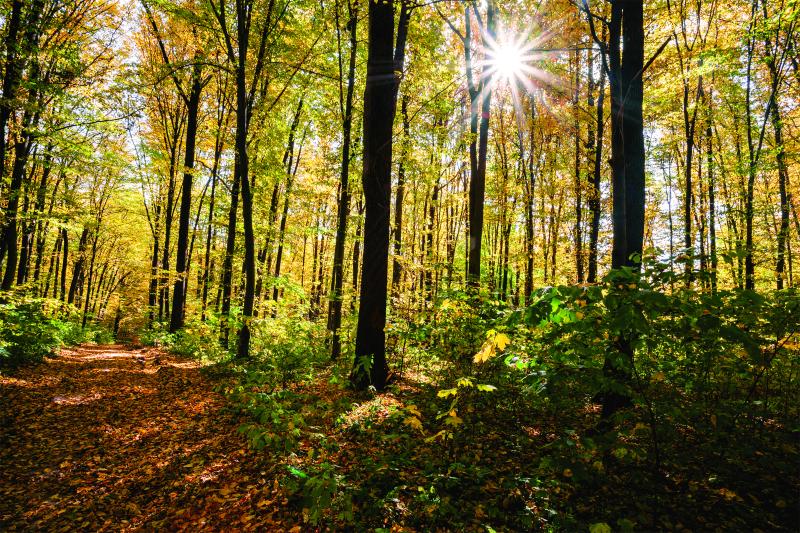forest scenic